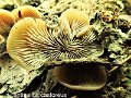 Lentinellus castoreus-amf71-1